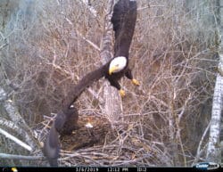 Bald Eagle Nesting Activities