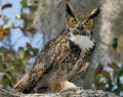 Owls of Deer Flat National Wildlife Refuge