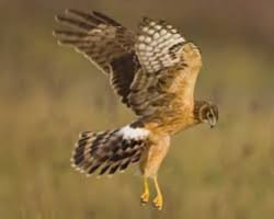 Raptors of Deer Flat National Wildlife Refuge
