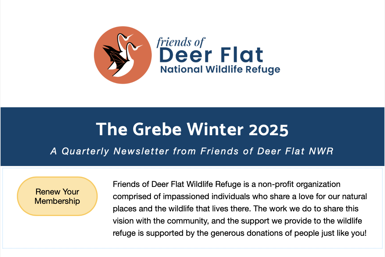 The Grebe Newsletter Winter 2025